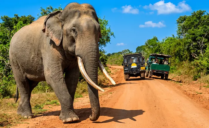 Sri Lanka wildlife tour packages